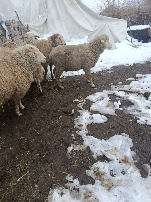 В Продажи Жирные бараны.