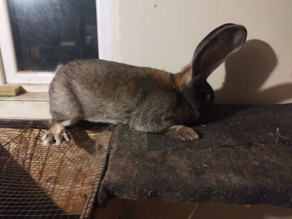 Uriaș German Disponibili doar înpreună!