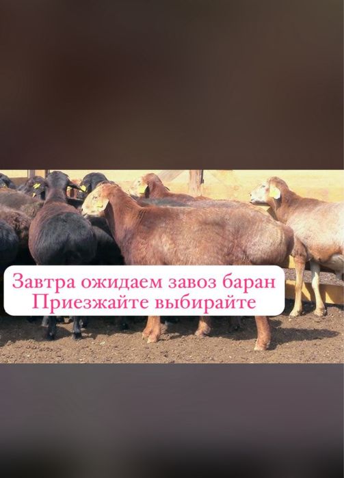 Бараны в городе Павлодар