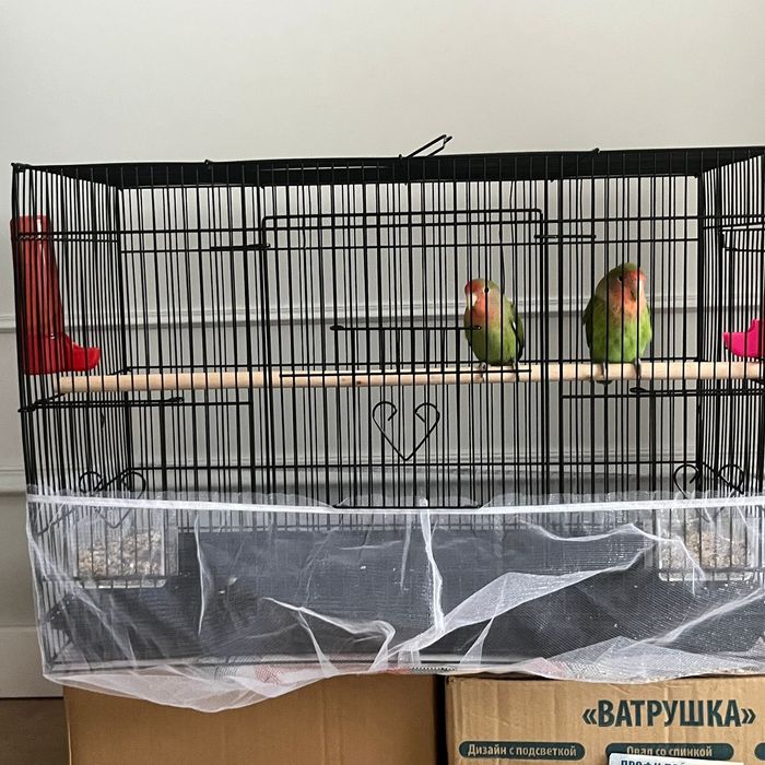 Неразлучник попугай пара