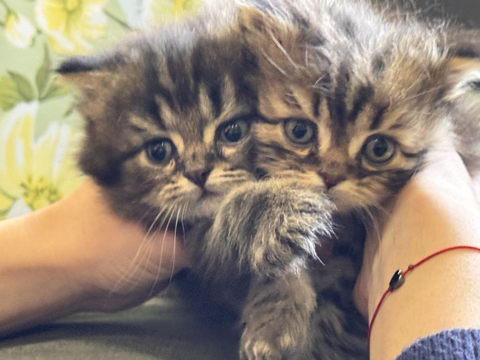 Продам котят с порлдой