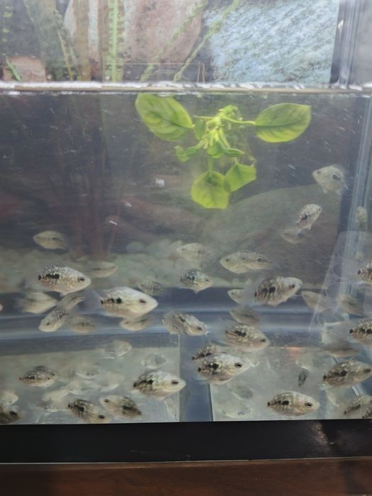 Аквариумные рыбки