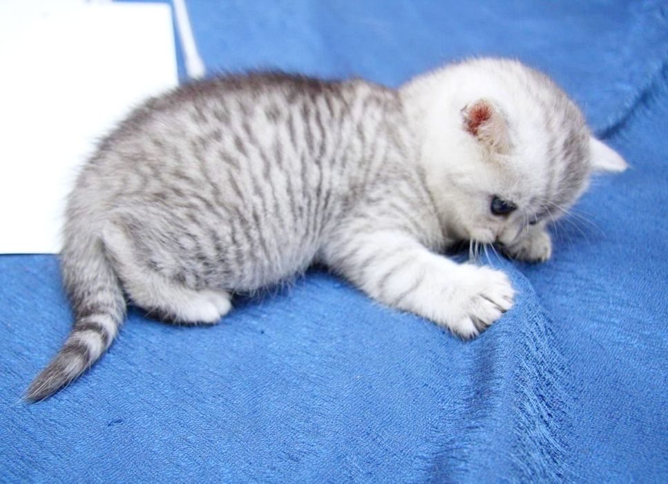 ШотЛанДскиЕ  котята