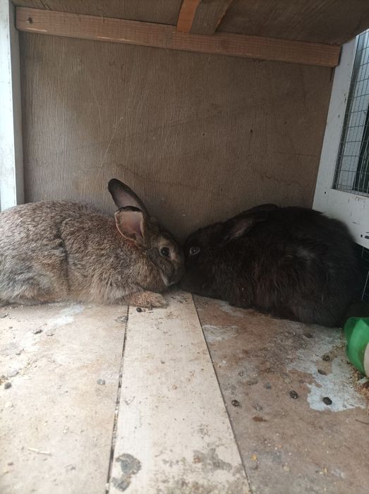 Quyonlar srochnaga sotiladi