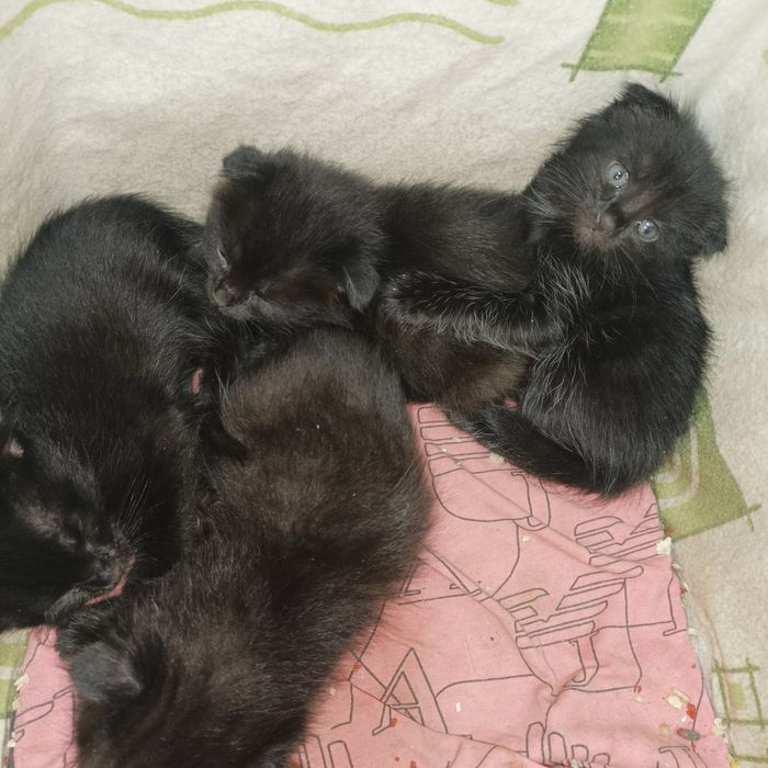 Котята вислоухие