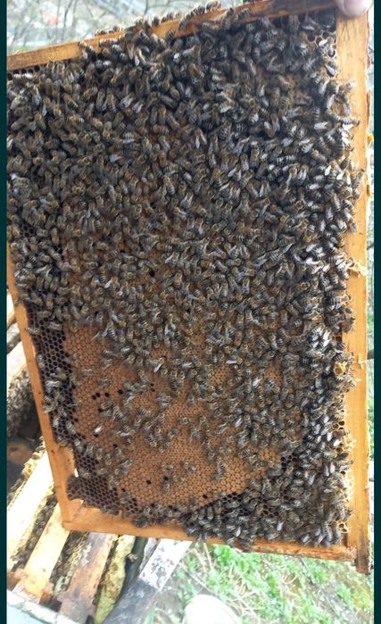 Famili de albine spre vinzare