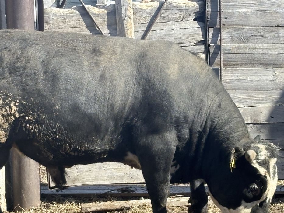 Етке бұқалар сатылады