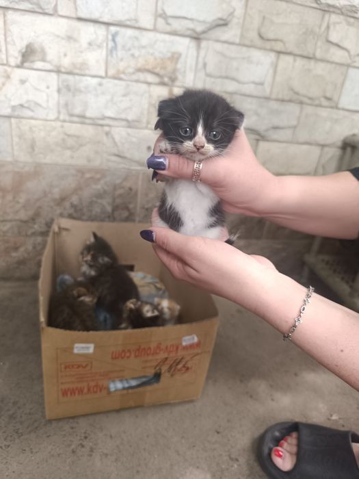 Животные котята пк