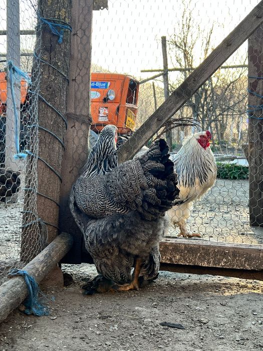 Brahma herminat inchis