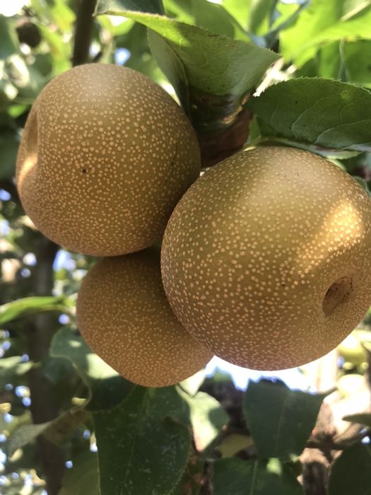 Altoi peri japonezi nashihosui