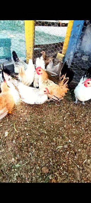 Cocoșei chabo tineri originali