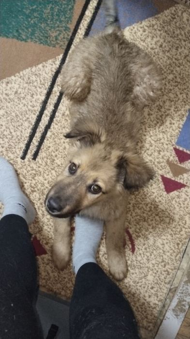 Щенок крупный в добрые руки.