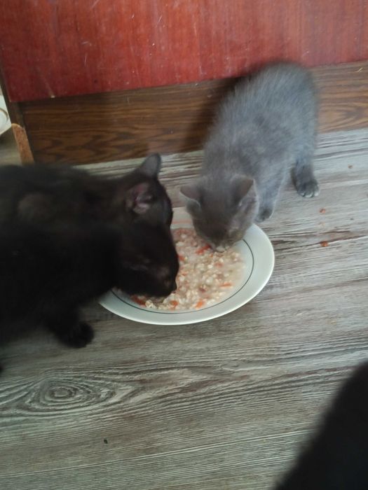 отдадим котят добрым людям