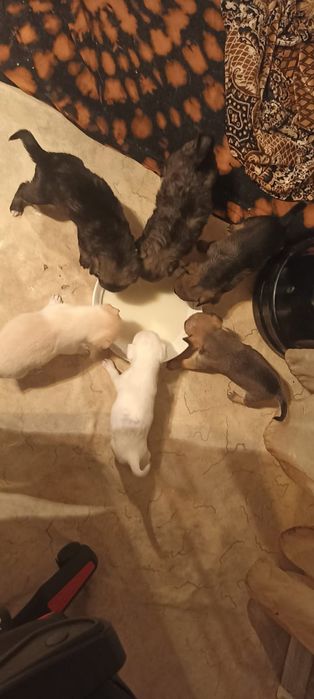 Отдам щенков в добрые руки