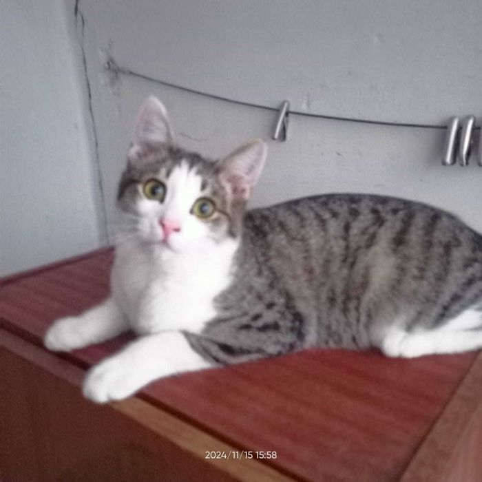 Отдам в добрые руки