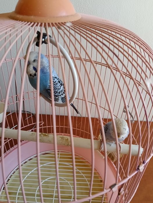 Papagali cu tot cu colivie