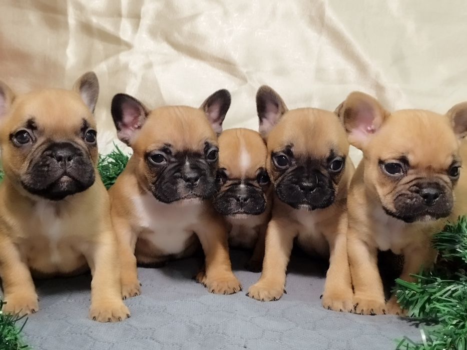 Френски булдог - бебета