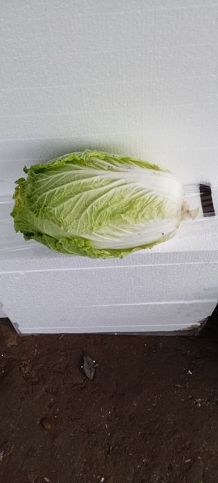 Vând varza chinezeasca ai ridiche asiatica proaspata