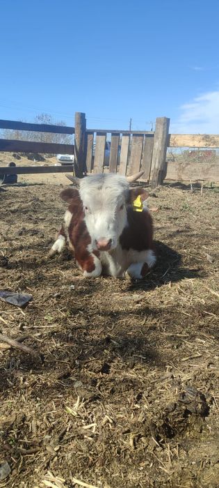 Продам быков торг есть