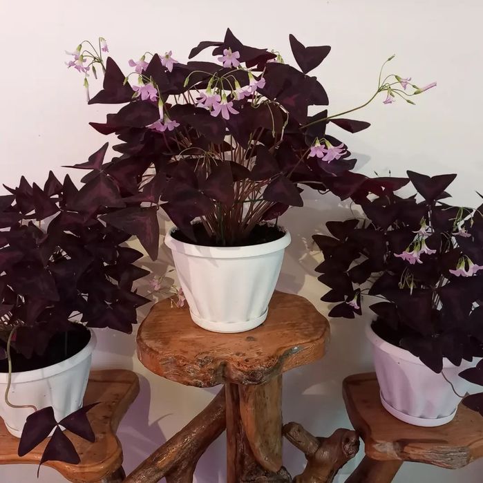 Оксалис. Кислица