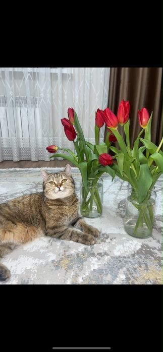 Отдам кошечку стерилизованную
