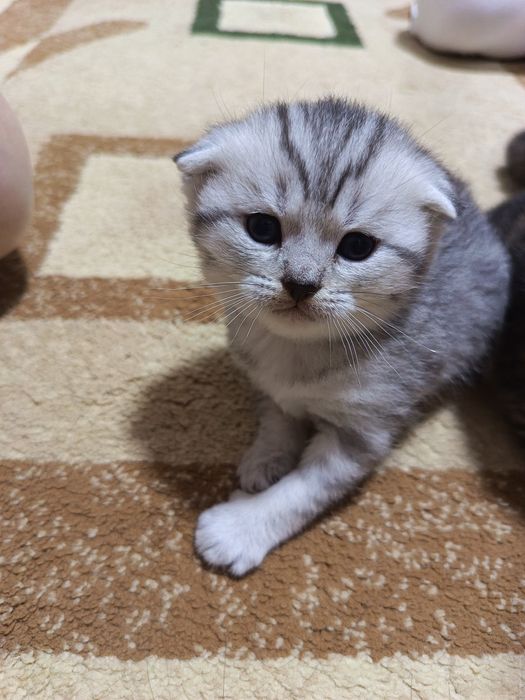 Роскошный шотландский вислоухий котенок (Скоттиш-фолд), золотая шиншил
