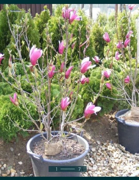 Magnolii