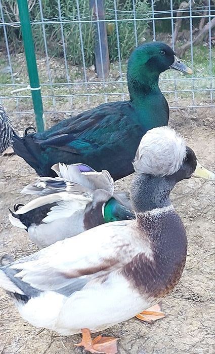 Rațe Cayuga de vânzare 2025