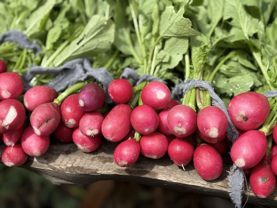 Продам домашнюю редиску