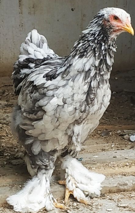 Красотка Брама Голубой Мрамор 6 месяцев.