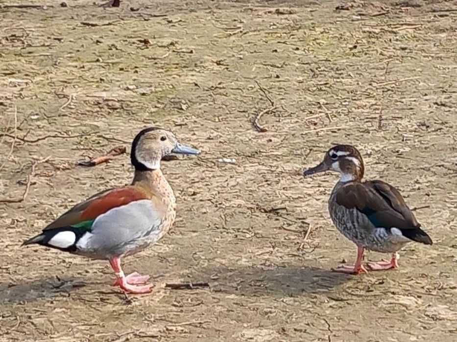 Rate Mandarin de vanzare