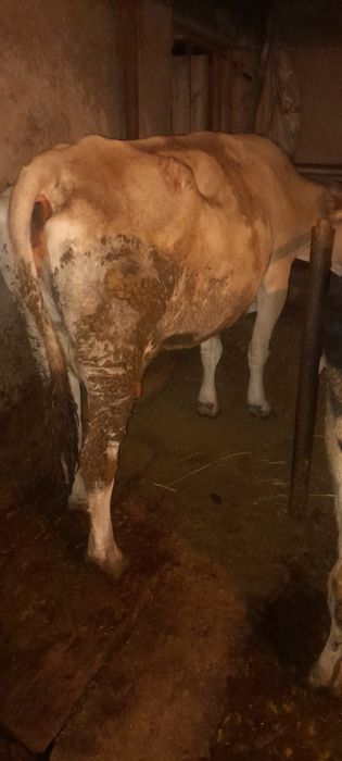 Продам молочных коров