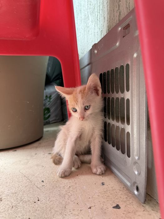 Подарявам котенце