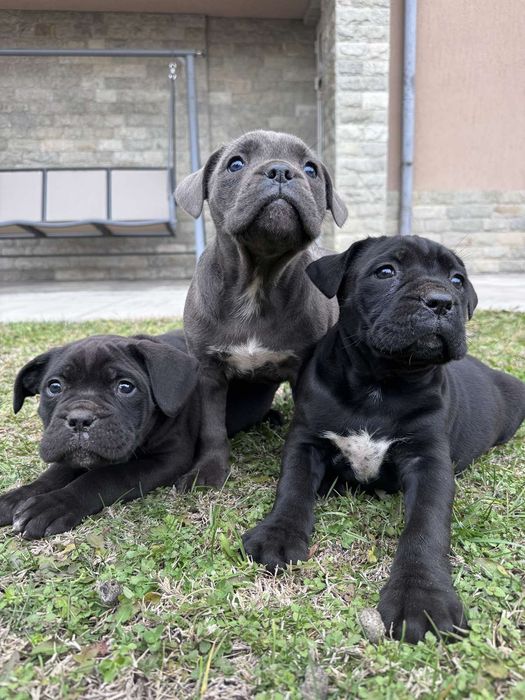 Малки Кане Корсо