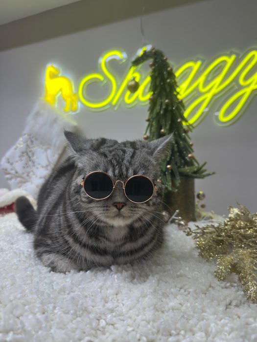 Отдам кота даром