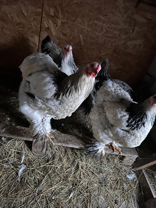 Cocoși din diferite rase