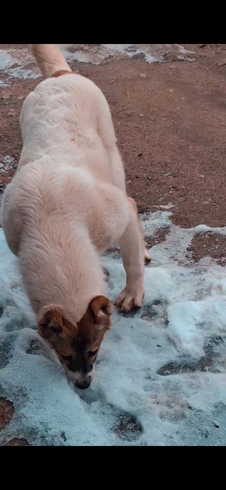 Алабай 7айлық қыз