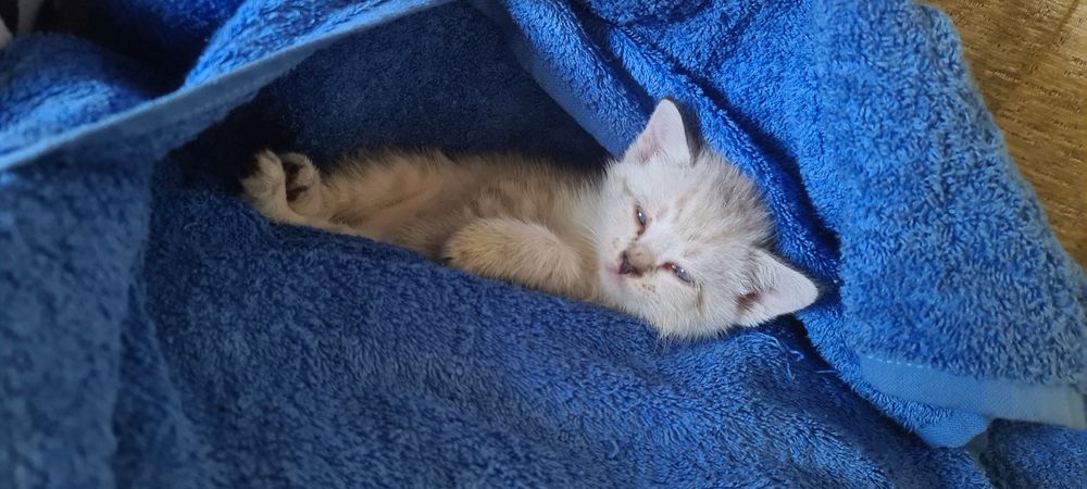 Котенок бесплатно