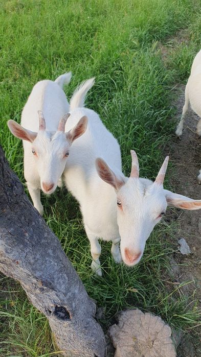 Iedute Saanen  doua bucăți