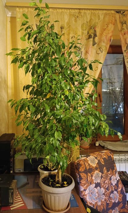 Продается фикус для дома или офиса