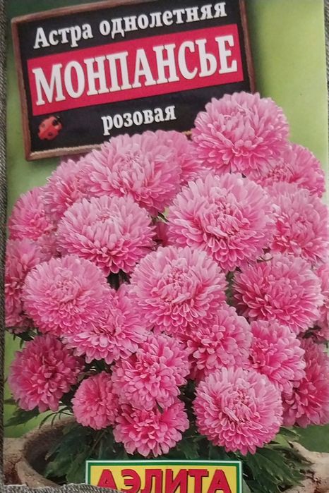 Астра королевская карликовая