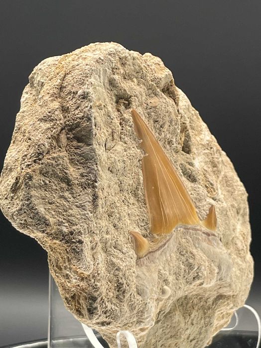 Фосил Зъб от Праисторическа Акула Otodus obliquus (Еоцен)