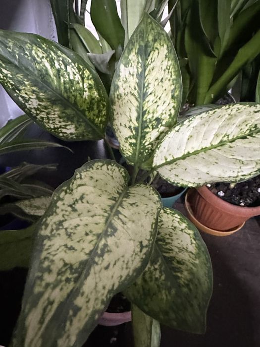 Цветы комнатные для дома