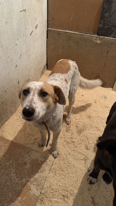 Две подружки на пристройство