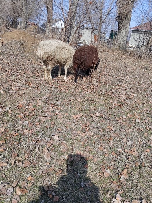 Қошқар мен тоқты сатылады