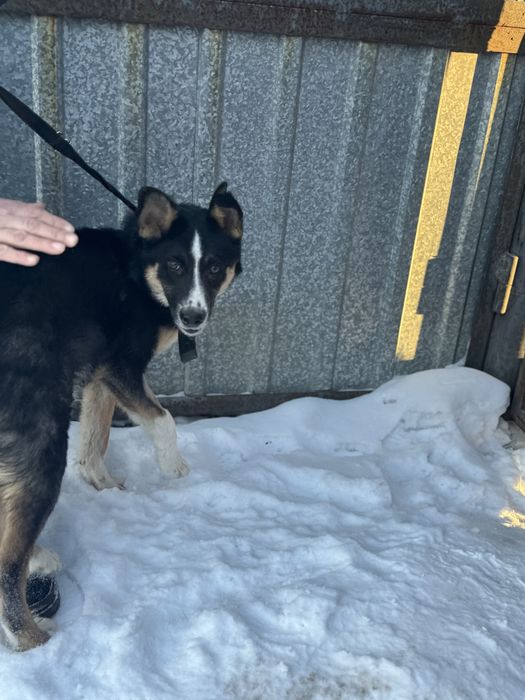 Щенок 9 месяцев ишет дом