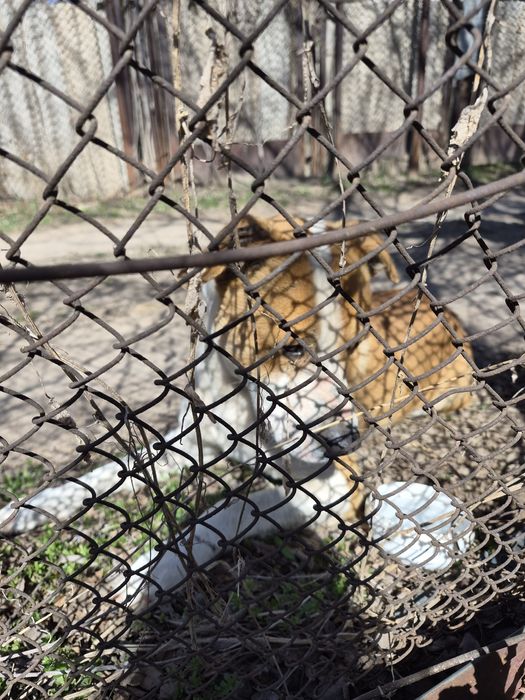 Пит-буль отдам в хорошие руки