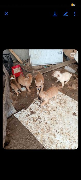 Малки кученца пинчер