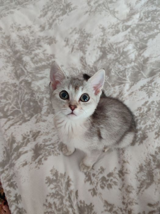 Кошкаа продается