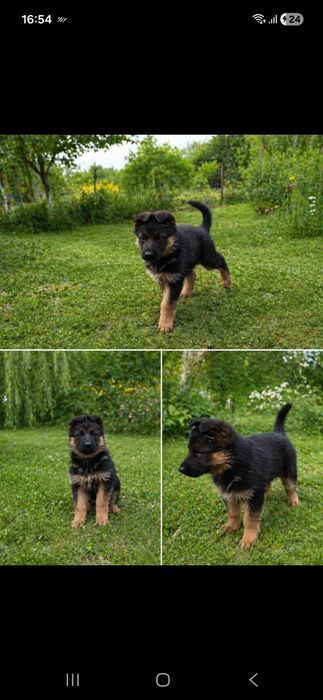 Femela ciobănesc german cu pedigree